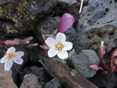 Claytonia umbellata