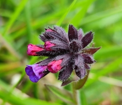 Pulmonaria longifolia