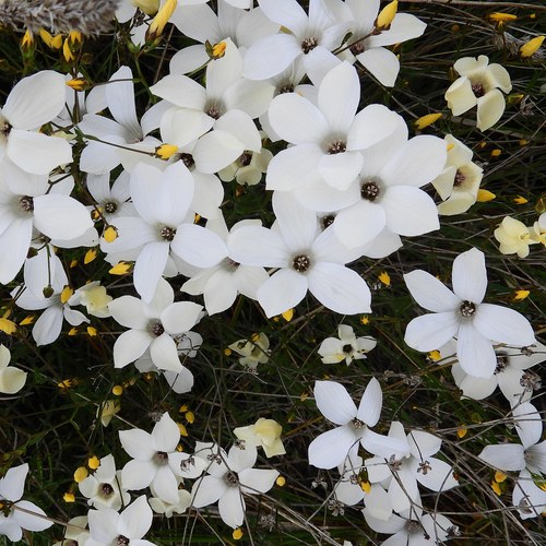 Linum suffruticosum L.