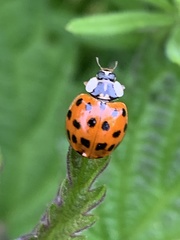 Harmonia axyridis