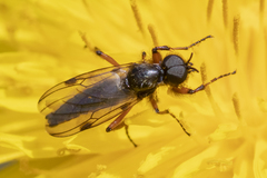 Bibio xanthopus