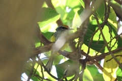 Phyllergates cucullatus