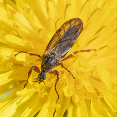 Bibio xanthopus