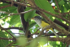 Phyllergates cucullatus