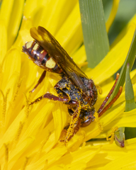 Nomada gracilis