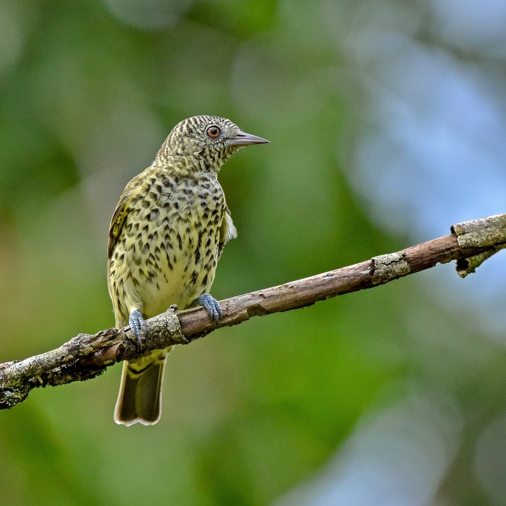 Sharpbill