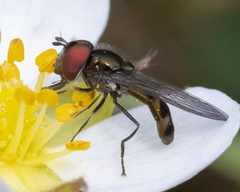 Platycheirus obscurus