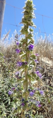 Echium gaditanum