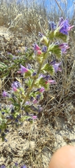 Echium gaditanum