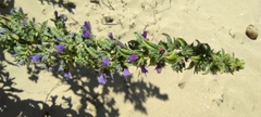 Echium gaditanum
