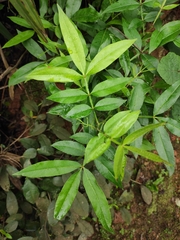 Zanthoxylum armatum