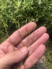 Linum medium texanum