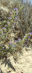 Echium gaditanum