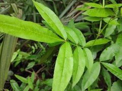 Zanthoxylum armatum