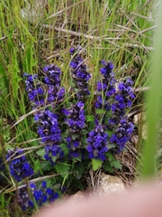 Ajuga genevensis