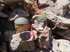 Claytonia umbellata