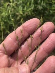 Linum medium texanum