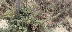 Echium gaditanum
