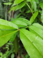Zanthoxylum armatum