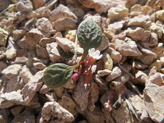 Claytonia umbellata