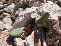 Claytonia umbellata
