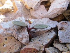 Claytonia umbellata