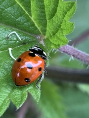 Coccinella septempunctata