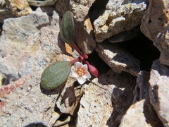 Claytonia umbellata