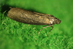 Sciota fumella