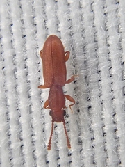 Silvanus bidentatus