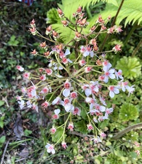 Darmera peltata
