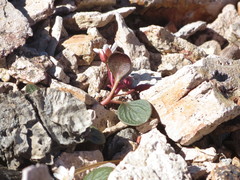 Claytonia umbellata