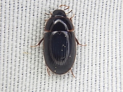 Cymbiodyta bifidus