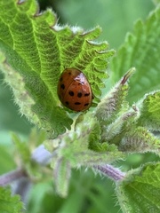 Harmonia axyridis