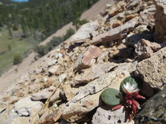 Claytonia umbellata