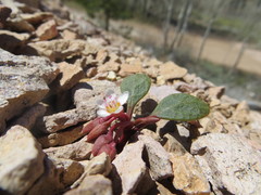 Claytonia umbellata