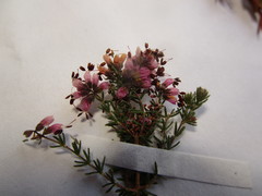 Erica radicans