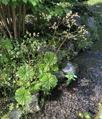 Darmera peltata