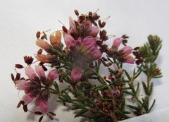 Erica radicans