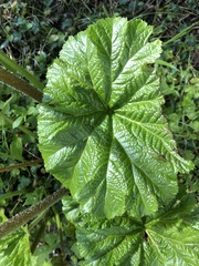 Darmera peltata
