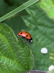 Coccinella septempunctata
