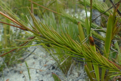 Prismatocarpus brevilobus