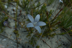 Prismatocarpus brevilobus