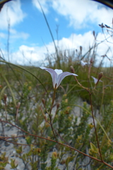 Prismatocarpus brevilobus