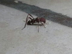 Neoclytus tenuiscriptus