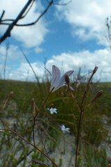 Prismatocarpus brevilobus