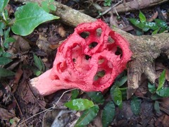 Clathrus cristatus