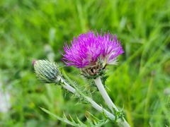 Cirsium filipendulum