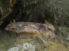 Geitodoris planata