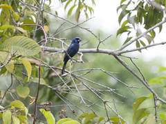 Cyanoloxia brissonii